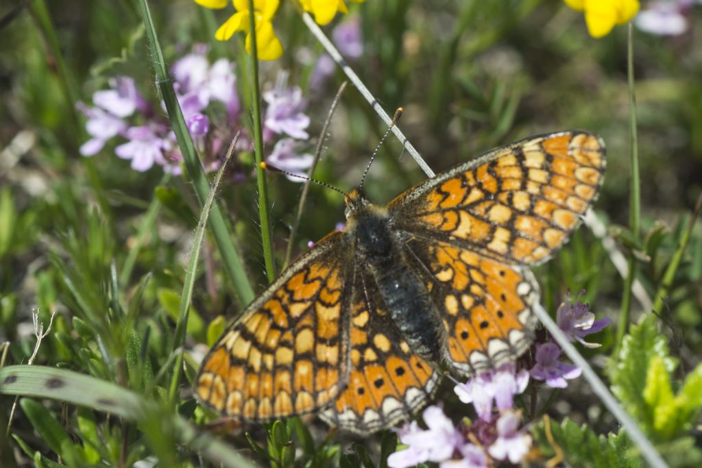 Conferma ID Euphydryas provincialis - 2